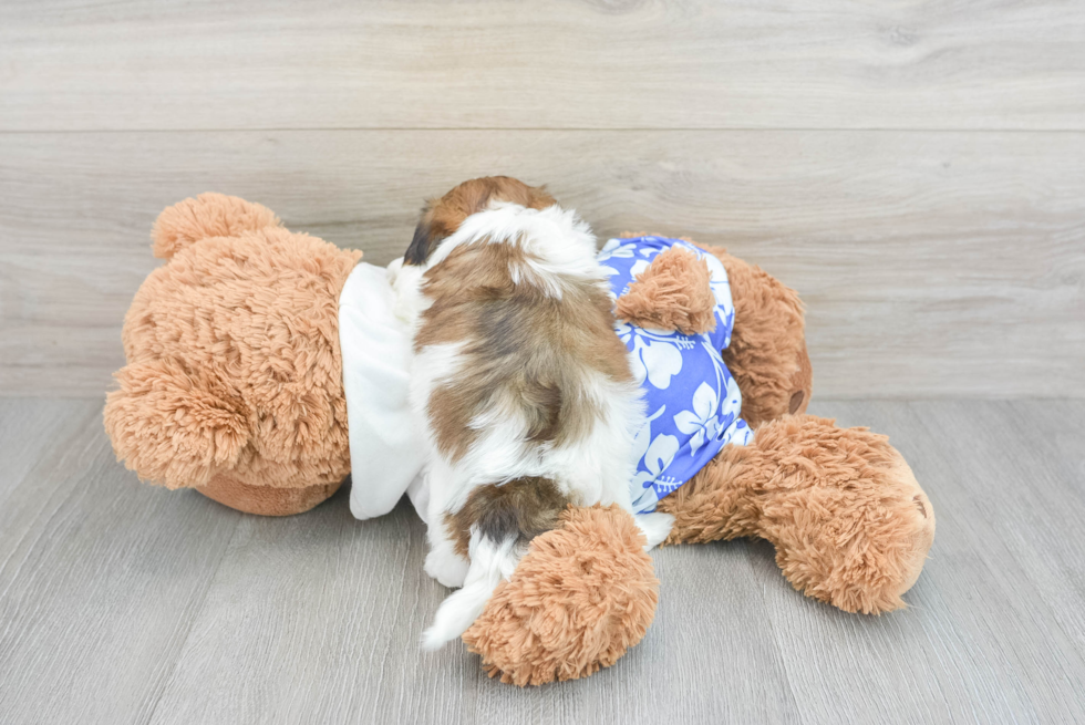 Best Teddy Bear Baby