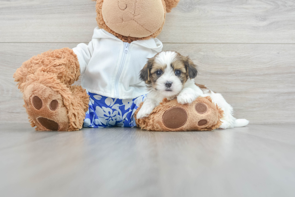 Popular Teddy Bear Designer Pup