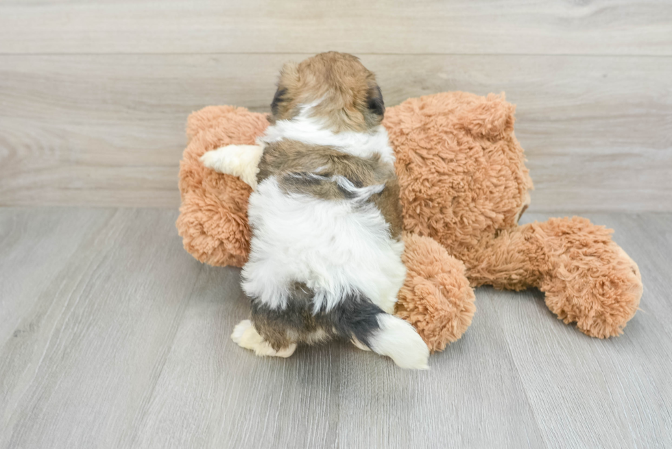 Teddy Bear Pup Being Cute