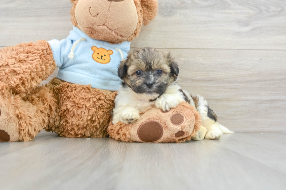 7 week old Teddy Bear Puppy For Sale - Lone Star Pups