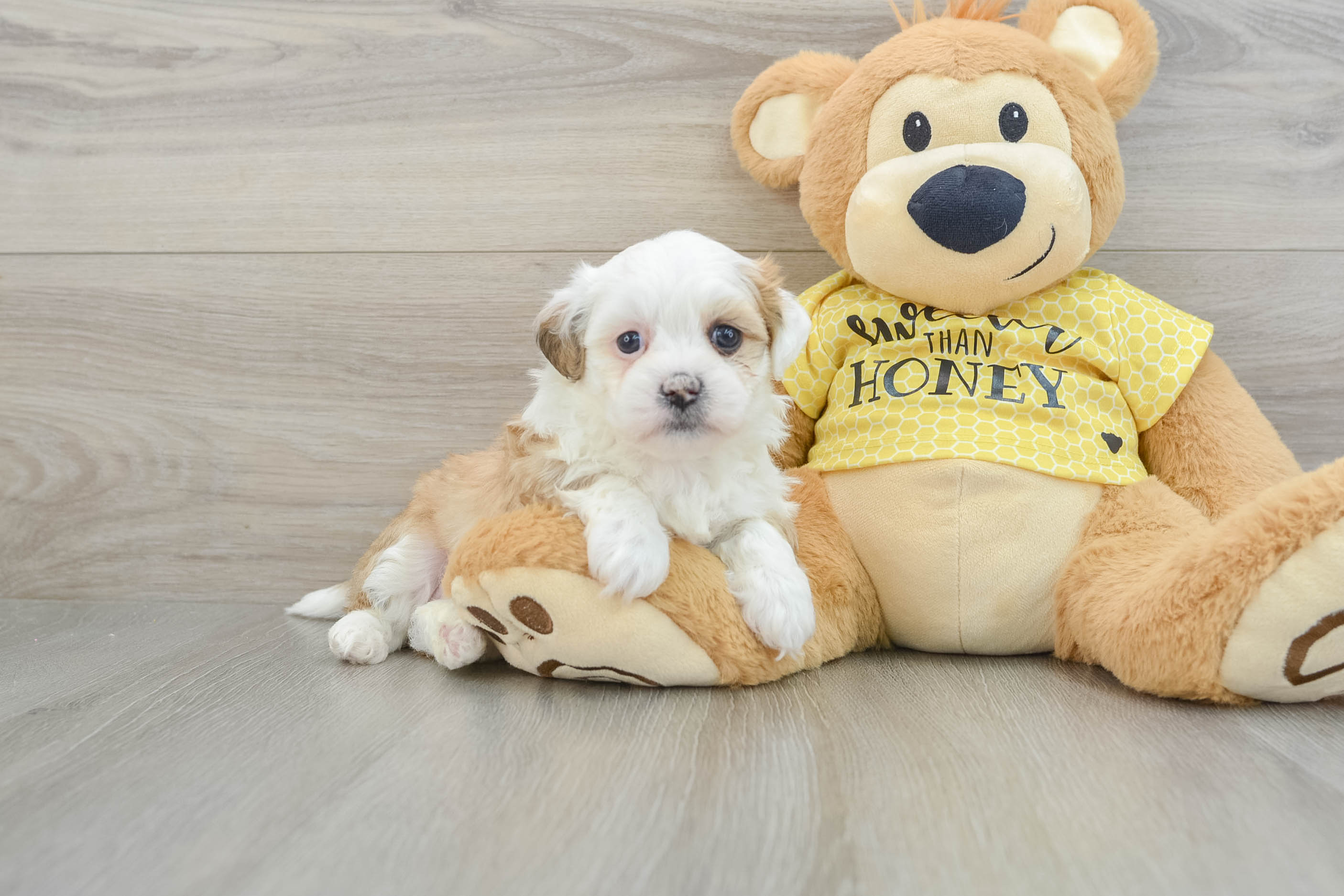 Energetic Shi Chon Designer Puppy