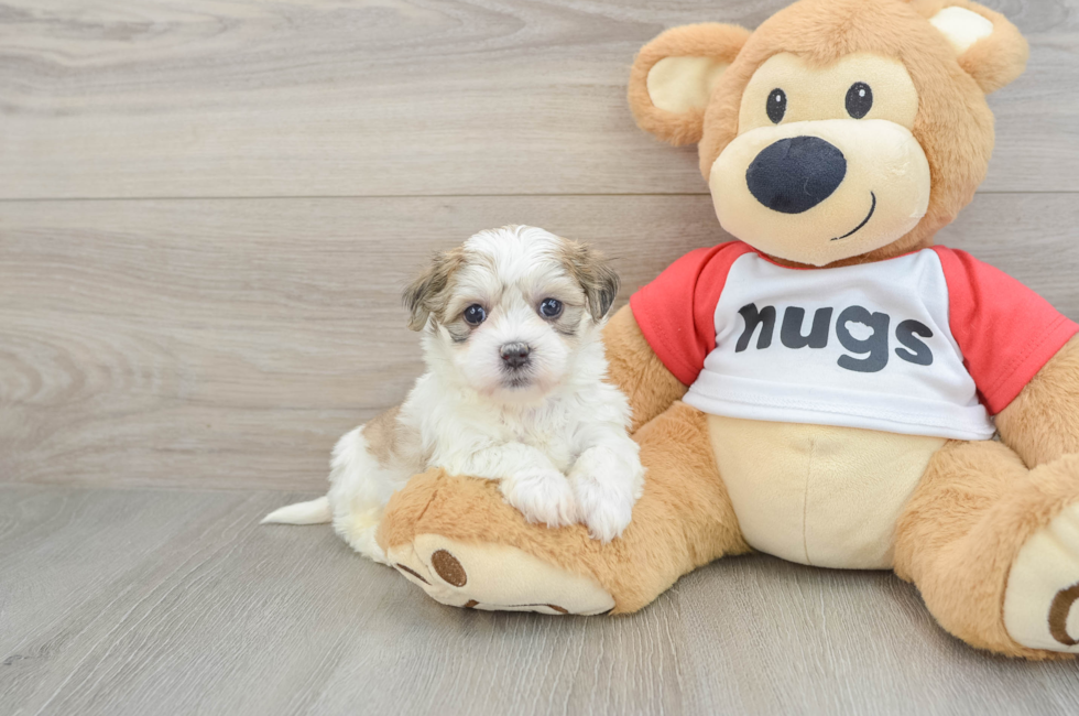 6 week old Teddy Bear Puppy For Sale - Lone Star Pups