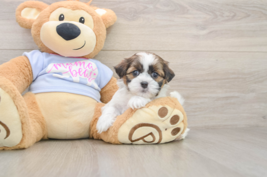 DELANEY, a Teddy Bear littermate