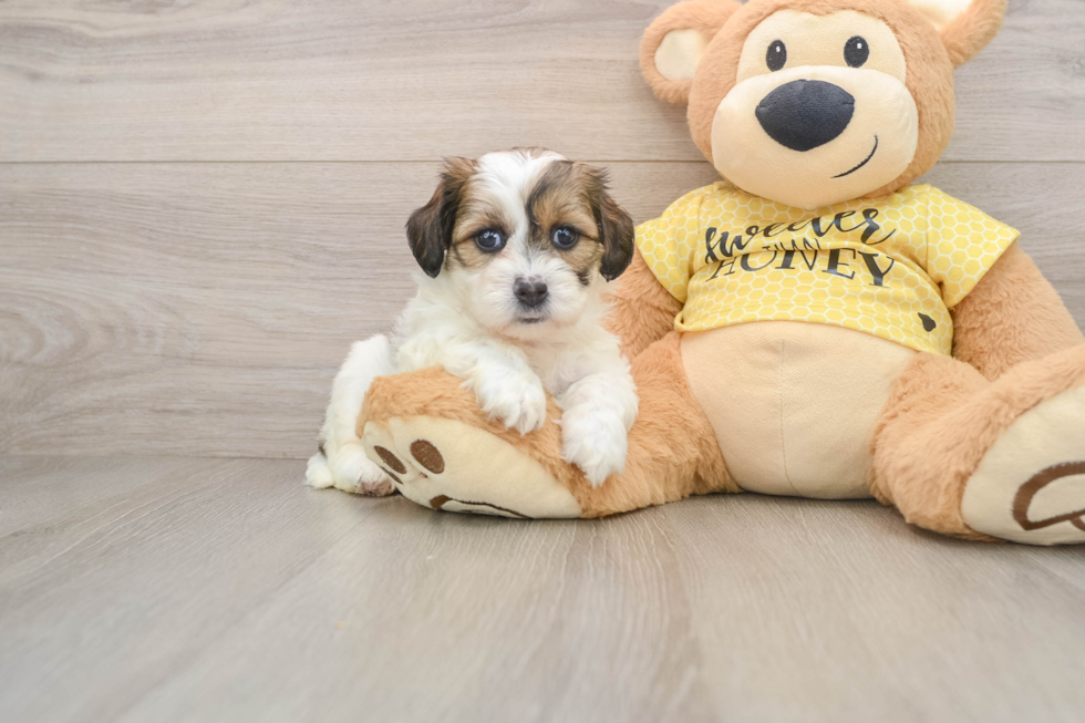 Teddy Bear Puppy for Adoption