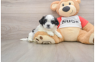 Best Teddy Bear Baby