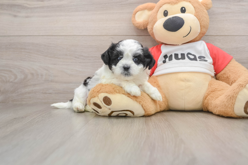 Best Teddy Bear Baby