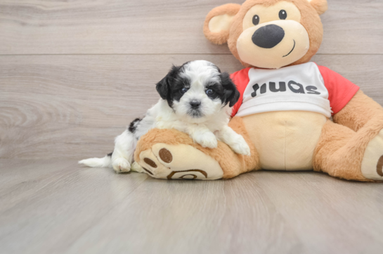 Best Teddy Bear Baby