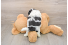 Best Teddy Bear Baby