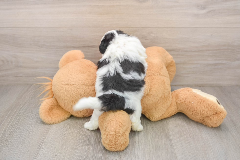 Best Teddy Bear Baby