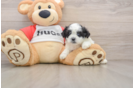 Teddy Bear Pup Being Cute