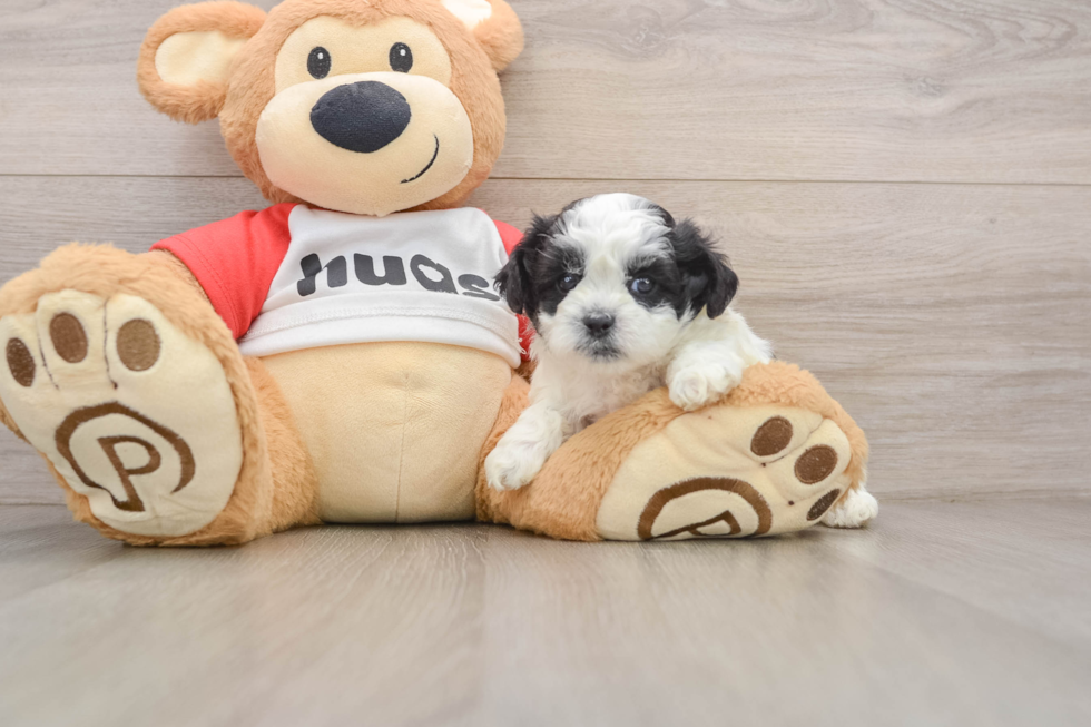 Teddy Bear Pup Being Cute