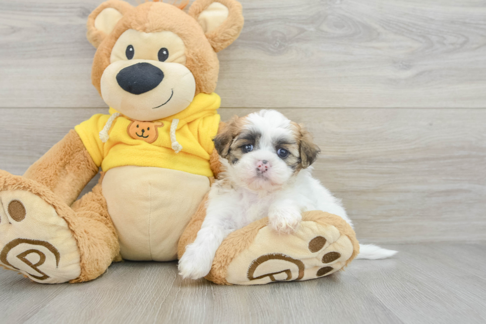 Best Teddy Bear Baby