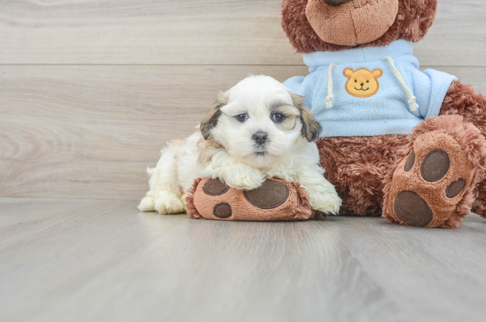 6 week old Teddy Bear Puppy For Sale - Lone Star Pups