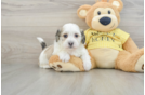 Hypoallergenic Shi Chon Designer Puppy