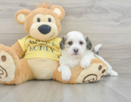 8 week old Teddy Bear Puppy For Sale - Lone Star Pups