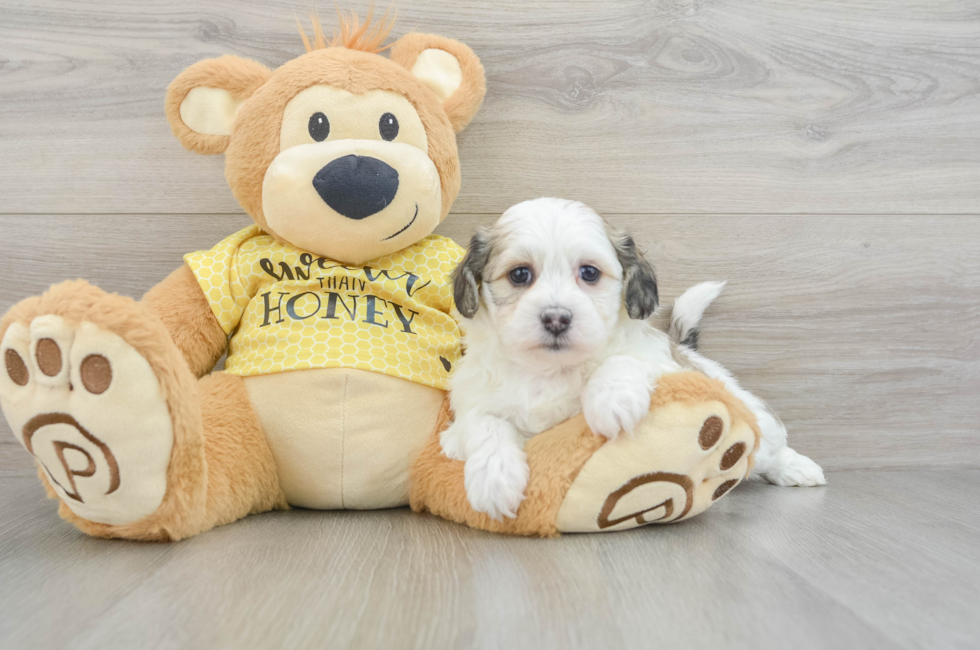 7 week old Teddy Bear Puppy For Sale - Lone Star Pups