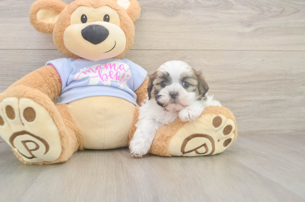 6 week old Teddy Bear Puppy For Sale - Lone Star Pups