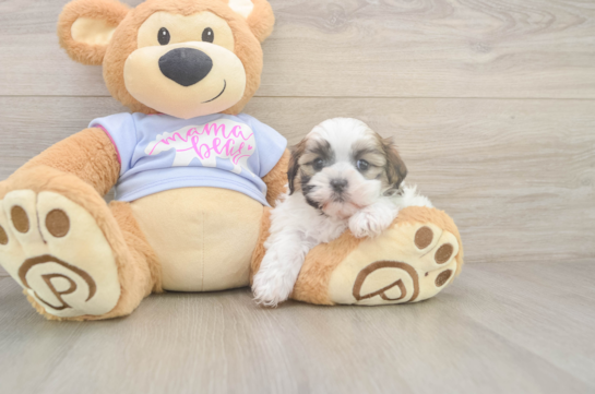 6 week old Teddy Bear Puppy For Sale - Lone Star Pups Friendly Teddy Bear Baby