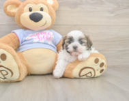 6 week old Teddy Bear Puppy For Sale - Lone Star Pups 6 week old Teddy Bear Puppy For Sale - Lone Star Pups