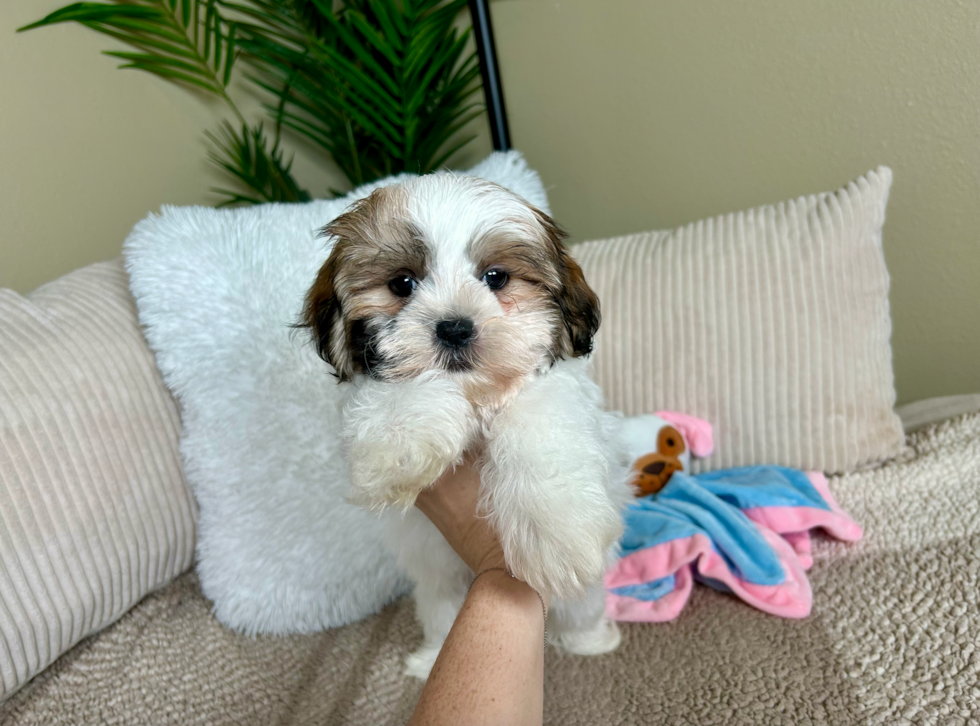 Teddy Bear Pup Being Cute