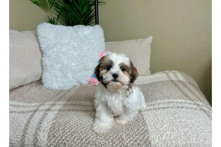 Teddy Bear Puppy for Adoption