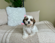 9 week old Teddy Bear Puppy For Sale - Lone Star Pups