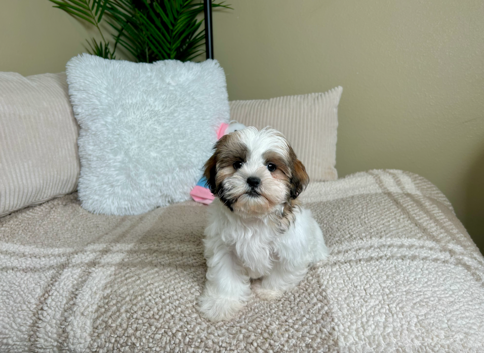 Teddy Bear Puppy for Adoption