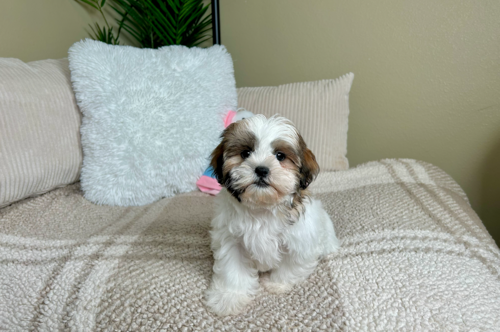 9 week old Teddy Bear Puppy For Sale - Lone Star Pups