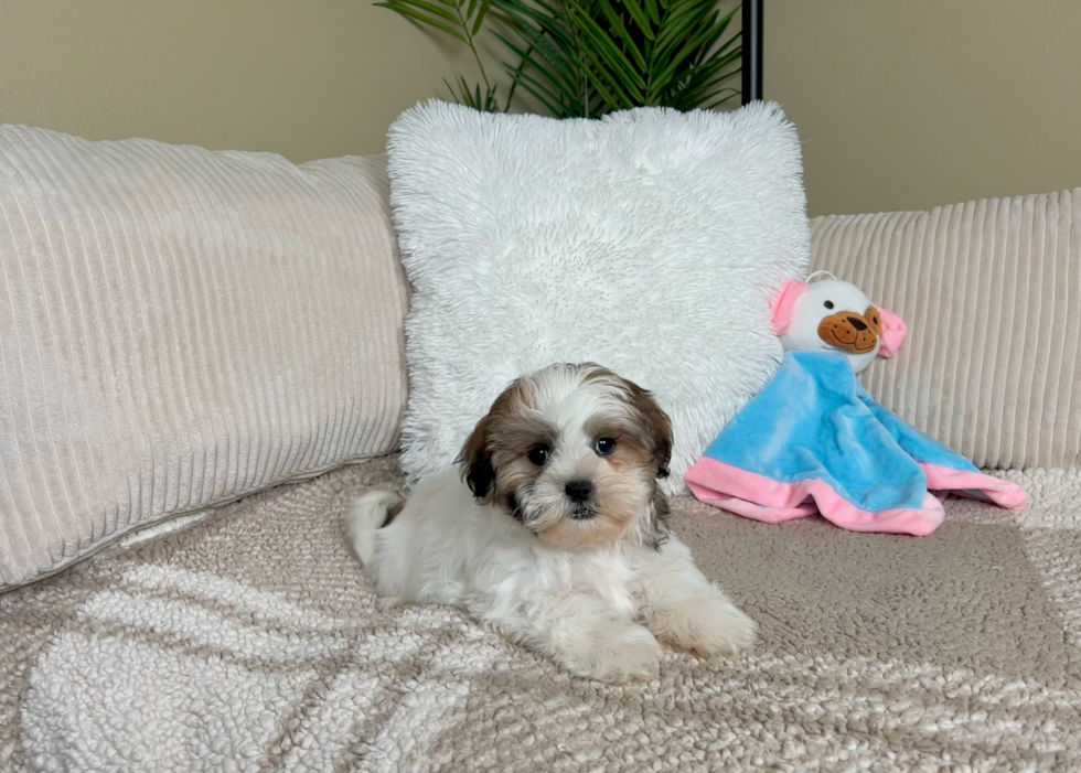 Cute Shi Chon Designer Puppy