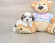 8 week old Teddy Bear Puppy For Sale - Lone Star Pups