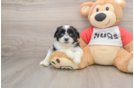 Best Teddy Bear Baby