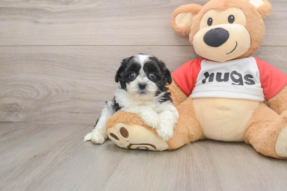 Best Teddy Bear Baby