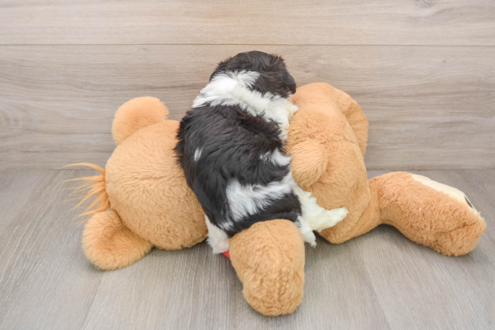 Little Shichon Designer Puppy