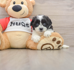9 week old Teddy Bear Puppy For Sale - Lone Star Pups