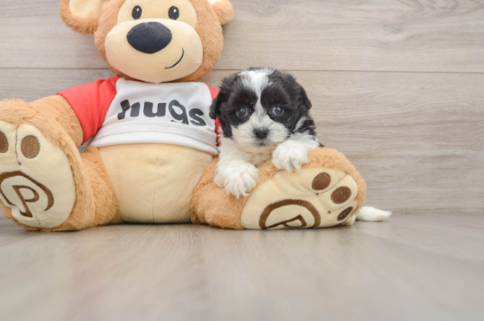 Best Teddy Bear Baby