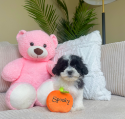 9 week old Teddy Bear Puppy For Sale - Lone Star Pups