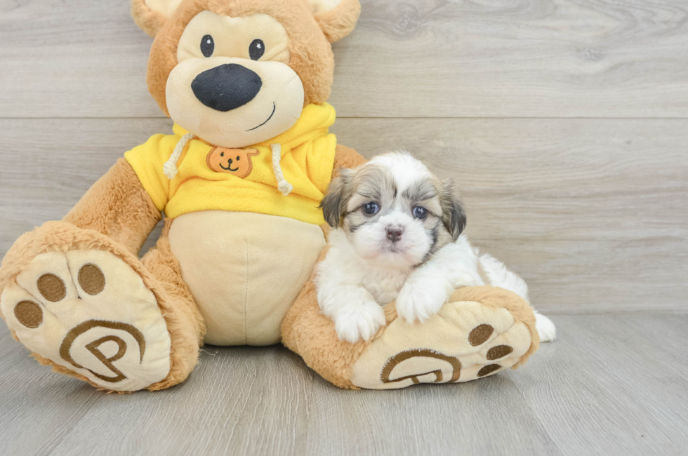 5 week old Teddy Bear Puppy For Sale - Lone Star Pups