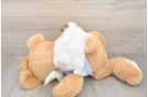 Hypoallergenic Shit Designer Puppy