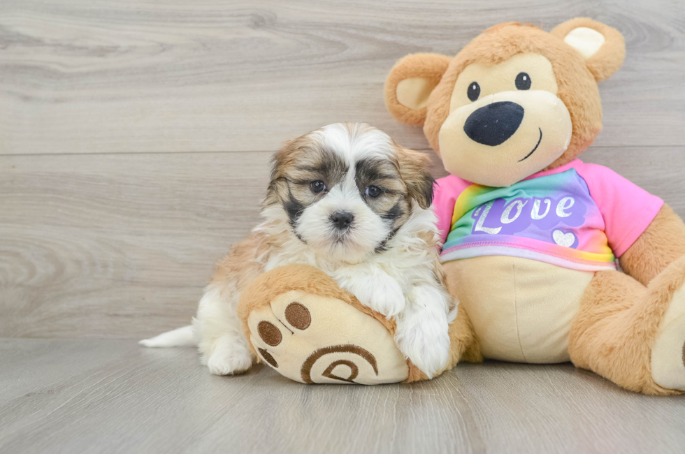 6 week old Teddy Bear Puppy For Sale - Lone Star Pups