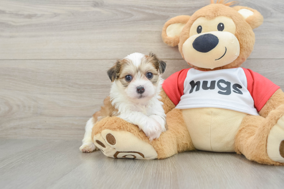 6 week old Teddy Bear Puppy For Sale - Lone Star Pups