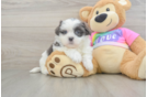 Popular Teddy Bear Designer Pup