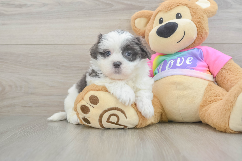 6 week old Teddy Bear Puppy For Sale - Lone Star Pups