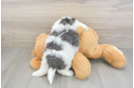 Best Teddy Bear Baby