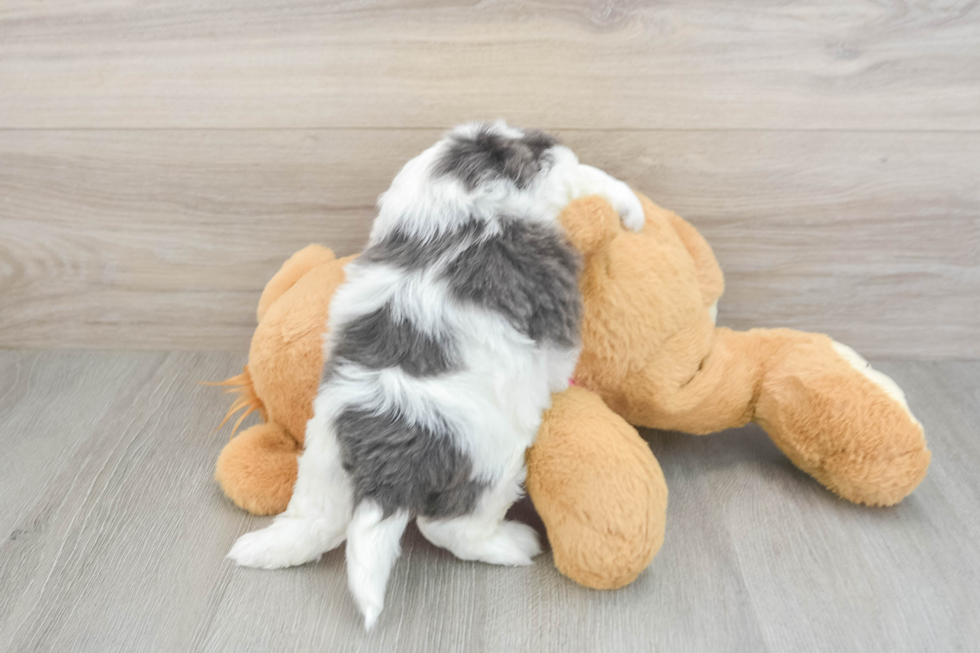 Best Teddy Bear Baby