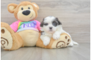 Cute Teddy Bear Baby