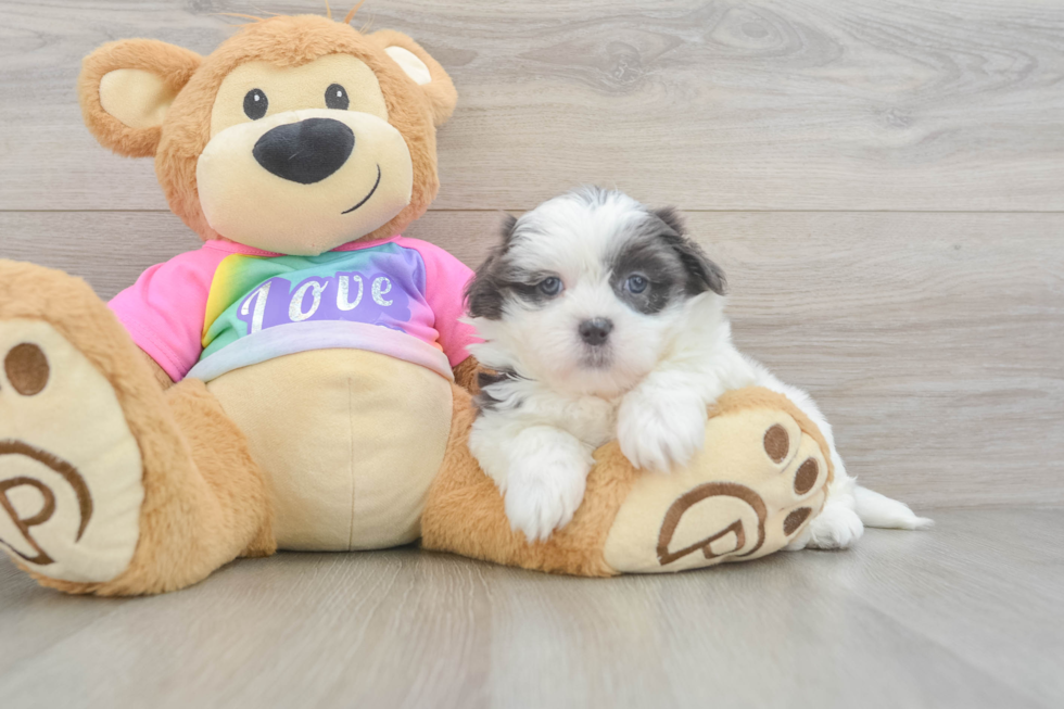 Cute Teddy Bear Baby