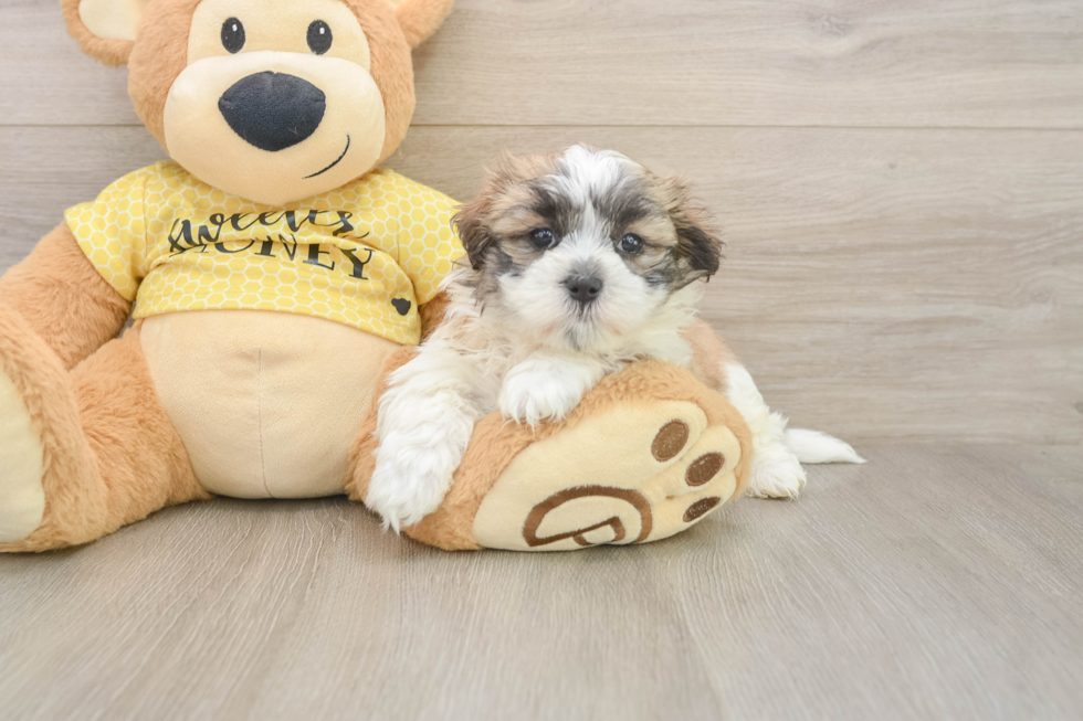 Teddy Bear Puppy for Adoption