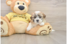 Teddy Bear Puppy for Adoption