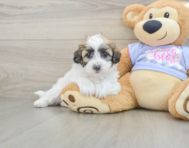 8 week old Teddy Bear Puppy For Sale - Lone Star Pups
