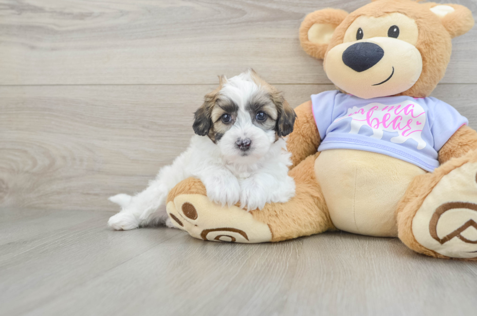 6 week old Teddy Bear Puppy For Sale - Lone Star Pups